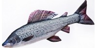 Souvenirs for Anglers